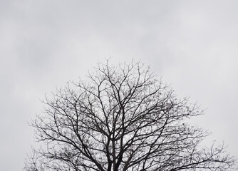 Leafless tree silhouette with white sky background