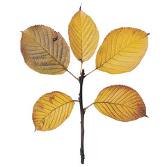 Fototapeta premium Vibrant Autumn Leaves on a Dark Background Showcasing Nature's Beauty