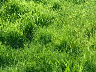 green grass background