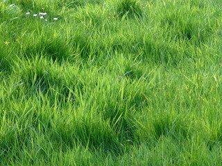 green grass in the morning