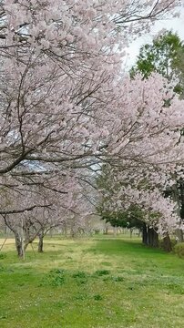 桜の動画②