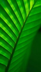 Close up of vibrant green palm leaf texture, tropical background, green, tropical, palm