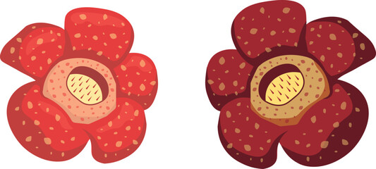 Vector Illustration of Rafflesia Arnoldii Flowers – World’s Largest Bloom