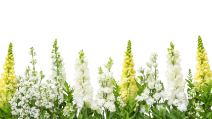 Exquisite white and yellow flowers in full bloom, a stunning display of nature's beauty