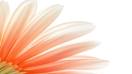 Striking floral photography, a vibrant bloom in deep focus against black background