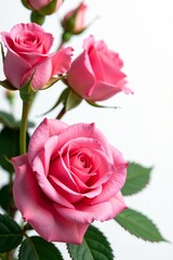 Fototapeta premium Close-up of vibrant pink roses with green leaves on white background, flowers, botanical, floral