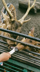 Close-up shot of a hand feeding a white stick of food to a deer in captivity, showcasing wildlife interaction and animal care at the zoo