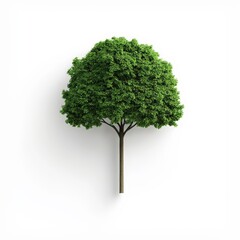 Fototapeta premium A tree is shown in a white background