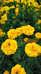 A vibrant field of yellow marigolds in full bloom during the daytime