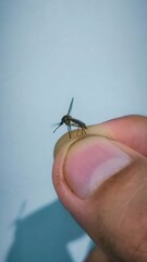 Close-up of a mosquito on a finger, illustrating the risk of mosquito bites and vector borne diseases