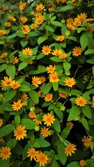 Close-Up View of a Vibrant Golden Daisy Bush in Full Bloom Display