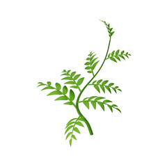 Obraz premium 3d kemuning or Murraya paniculata plant isolated on transparency background. Suitable for many purposes.