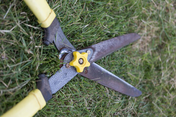 Gardening action pruning shears in action home garden close-up view maintenance concept