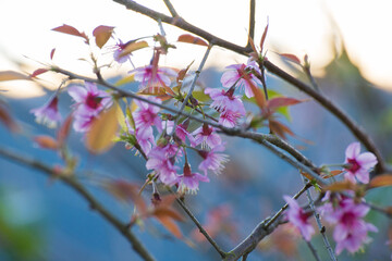 Cherry blossom blooms in nature scenic view spring season soft light vibrant colors tranquil environment