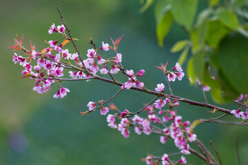Cherry blossom branch nature scene floral photography outdoor setting close-up view spring beauty