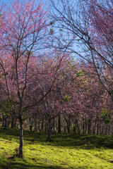 Cherry blossom trees in bloom nature reserve scenic landscape tranquil environment wide angle seasonal beauty