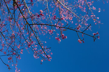Cherry blossom trees in full bloom spring season nature photography clear blue sky upward view tranquil beauty