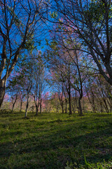 Nature's serenity blossoming trees in a tranquil forest scene green meadows calm atmosphere ground-level perspective