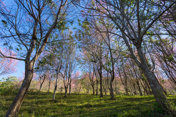 Serene forest scene lush green hills nature photography vibrant flora ground level tranquil beauty
