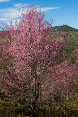 Cherry blossom trees blooming in nature scenic landscape vibrant colors outdoor serenity