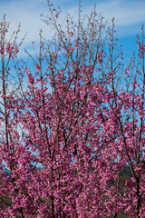 Blossoming cherry trees in full bloom nature scene scenic background spring vibes vibrant colors