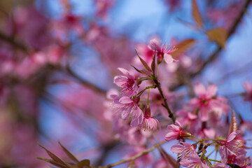 Cherry blossom blooming in spring nature photography vibrant colors outdoor setting close-up view beauty of nature