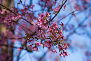 Spring cherry blossom bloom nature park floral photography outdoor serenity close-up view tranquility and renewal