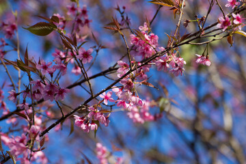 Cherry blossom blooming in spring nature photography outdoor scene blue sky background floral beauty