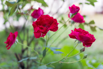 Vibrant red roses blooming in a garden nature photography outdoor close-up botanical beauty