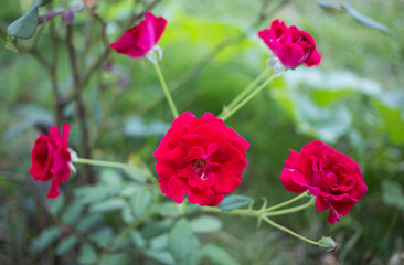 Red roses blooming in nature garden landscape flower photography bright green environment close-up view beauty of flora
