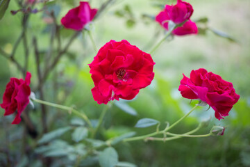 Vibrant red roses in a lush garden floral photography nature scene close-up view beauty of plants