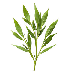 Fototapeta premium Botanical elegance: Green leaves flourish against a stark black backdrop