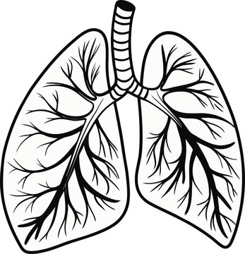 recommend clip art: Human lungs vector icon.