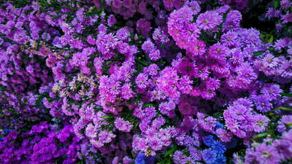 A captivating close-up of vibrant purple aster flowers in full bloom creating a mesmerizing floral display © Prime