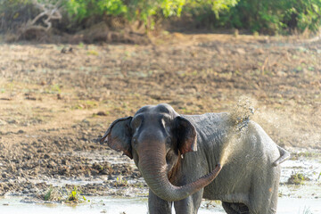 one Sri Lankan elephant of elephas maximus maximus spraying water over back at waterhole