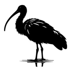 Obraz premium ibis silhouette