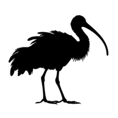 Fototapeta premium ibis silhouette