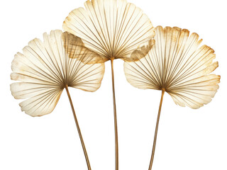 Elegant Dried Palm Leaves Arrangement: A Study in Beige and Brown Hues against Black Background