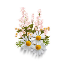chamomile flowers on white background