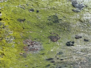 Abstrack old rustic weathered wood with moss texture background, copy space 