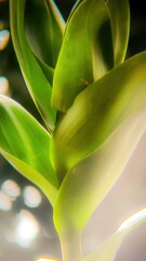 Obraz premium Close-up of Fresh Green Leaves with Soft Lighting and Dreamy Effects