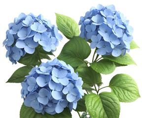 Elegant illustration featuring dreamy blue hydrangea clusters in full bloom, enhanced by soft lighting and intricate details, evoking a sense of serene beauty and delicate charm