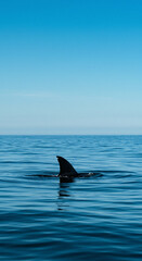 Fototapeta premium Fin Emerging from Calm Blue Ocean Water on a Sunny Day