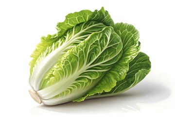 Fresh Napa Cabbage Isolated