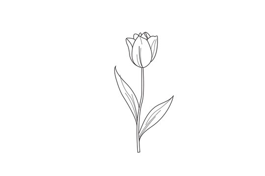 Elegant minimalist tulip modern flower   line art on white background