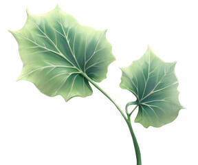 Fototapeta premium Elegant Inkwash Drawing of Two Sprig Leaves, A Botanical Illustration with Delicate Veins and Subtle Textures, Ideal for Nature-Inspired Design and Artistic Projects