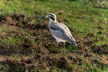 Great Stone Plover  or Esacus recurvirostris in Bundala National Park