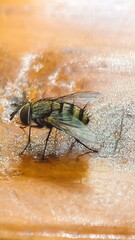 Close-up of a common green bottle fly perched on a damp surface, creating a mesmerizing reflection