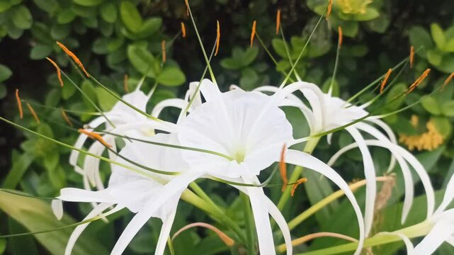 Hymenocallis latifolia, Crinum Latifolium White Lily Flower, Hymenocallis caribaea (L.) Herb , Hymenocallis littoralis