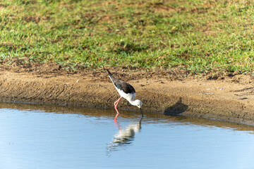 Black-winged Stilt or.Himantopus himantopus wading and searching for food by wetland in Bundala National Park Sri Lanka.